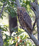 Great Horned Owl 1619